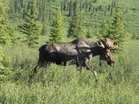 Moose in Denali